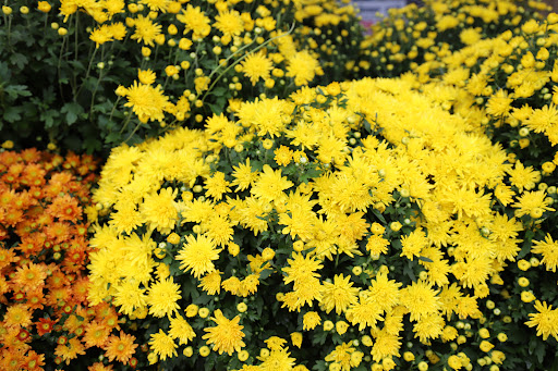 Grocery Store «Food Lion», reviews and photos, 1 New Clyde Hwy, Canton, NC 28716, USA