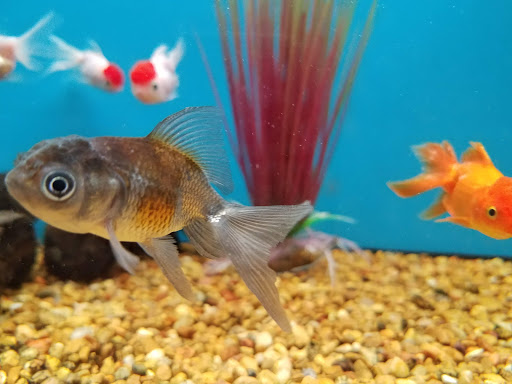 Pet Supply Store «Petco Animal Supplies», reviews and photos, 13701 Lakeside Cir, Sterling Heights, MI 48313, USA