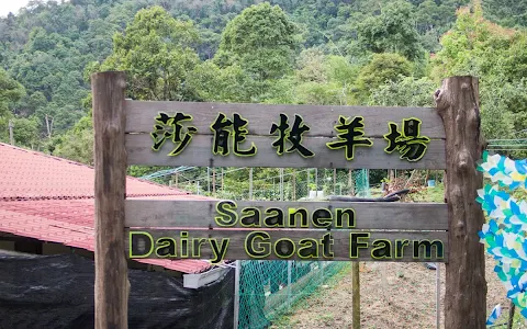 Saanen Dairy Goat Farm image