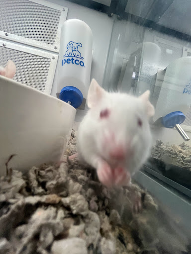 Pet Supply Store «Petco Animal Supplies», reviews and photos, 710 W 66th St, Richfield, MN 55423, USA