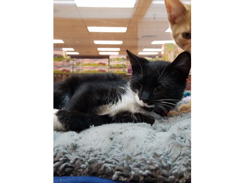 Pet Store «Petland Village of East Side», reviews and photos, 6401 Penn Ave, Pittsburgh, PA 15206, USA