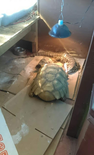 Dart Frogs To Dogs, 6007 W Main Blvd B, Bath, PA 18014, USA, 