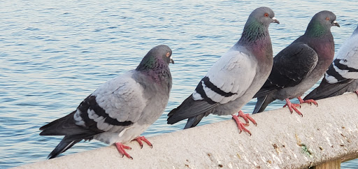 State Park «Silver Sands State Park», reviews and photos, 1 Silver Sands Park Way, Milford, CT 06460, USA