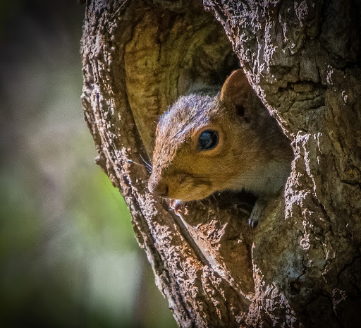 Nature Preserve «Jug Bay Wetlands Sanctuary», reviews and photos, 1361 Wrighton Rd, Lothian, MD 20711, USA