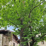 Photo n°2 de l'avis de Thomas.c fait le 13/05/2024 à 13:01 sur le  Wirtshaus Thurnerhof à Schenna