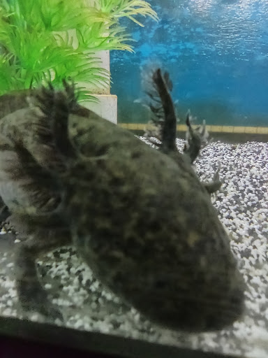 Pet Store «Fins Feathers Paws & Claws», reviews and photos, 436 Main St, Harleysville, PA 19438, USA