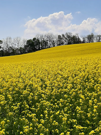 Convenience Store «Turkey Hill Minit Market», reviews and photos, 4205 Lehigh Dr, Cherryville, PA 18035, USA