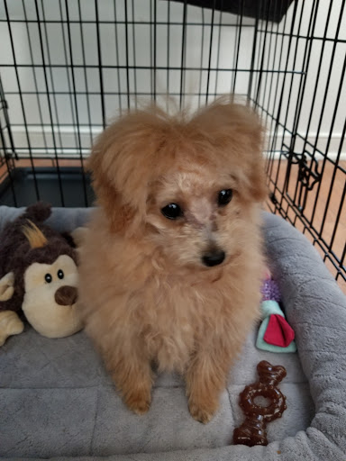 Pet Supply Store «PetSmart», reviews and photos, 42 Southgate Square, Colonial Heights, VA 23834, USA