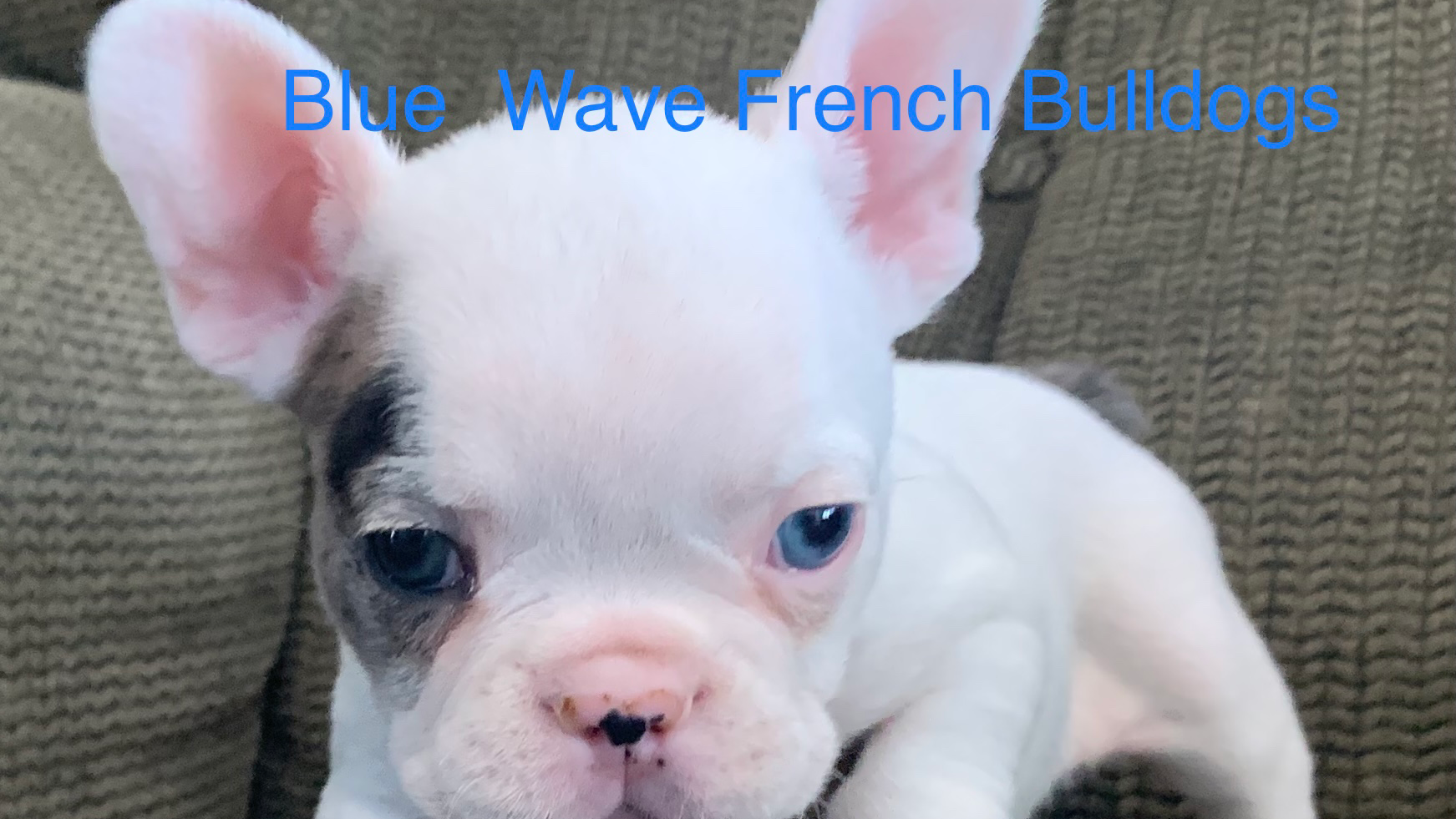 Blue wave French bulldogs