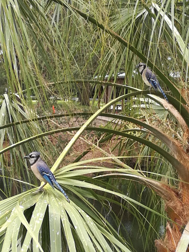 Park «C.B. Smith Park», reviews and photos, 900 N Flamingo Rd, Pembroke Pines, FL 33028, USA