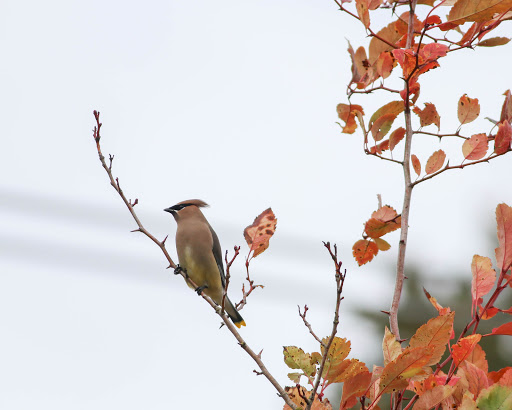 Nature Preserve «Beaverton Creek Wetlands Natural Area», reviews and photos, SW 153rd Dr, Beaverton, OR 97006, USA