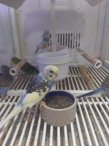 Pet Store «Super Pets», reviews and photos, 1807 E Chapman Ave, Orange, CA 92867, USA