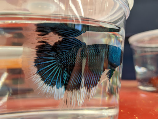 Pet Supply Store «Petco Animal Supplies», reviews and photos, 8164 Mall Pkwy, Lithonia, GA 30038, USA