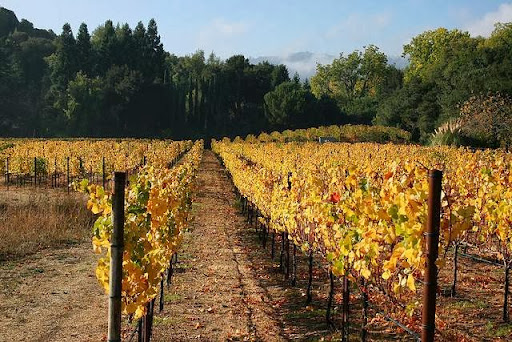 Winery «Portola Vineyards», reviews and photos, 850 Los Trancos Rd, Portola Valley, CA 94028, USA