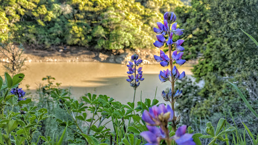 Park «Water Dog Lake Park», reviews and photos, 2400 Lyall Way, Belmont, CA 94002, USA