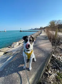 Pup Pups - Car repair in Chicago, IL, Chicago - Rated 5.0/5