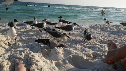 Tourist Attraction «Beach Sand Sculptures», reviews and photos, 15000 Emerald Coast Pkwy, Destin, FL 32541, USA