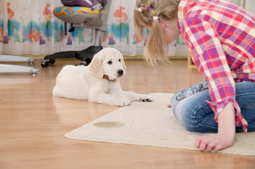 Home Carpet Cleaning Houston TX