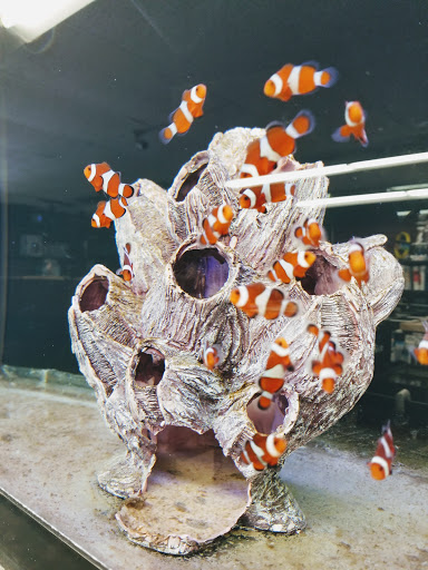 Aquarium «Marine EXTREMES», reviews and photos, 6257 E 21st St N, Wichita, KS 67208, USA