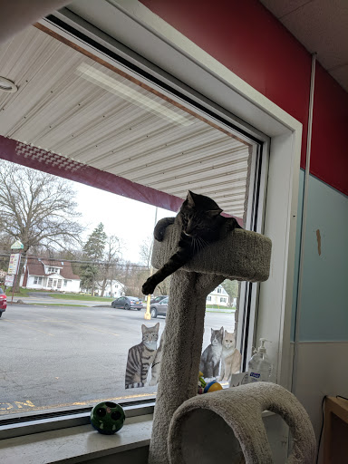 Pet Supply Store «Healthy Pet Center», reviews and photos, 237 N Greenbush Rd, Troy, NY 12180, USA