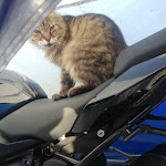 Photo n°1 de l'avis de Anna.o fait le 27/06/2022 à 19:43 sur le  Hotel Mariotti à Camaiore