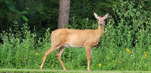 Dog Park «Stillwater MN Dog Park», reviews and photos, 148 Myrtlewood Ct, Stillwater, MN 55082, USA