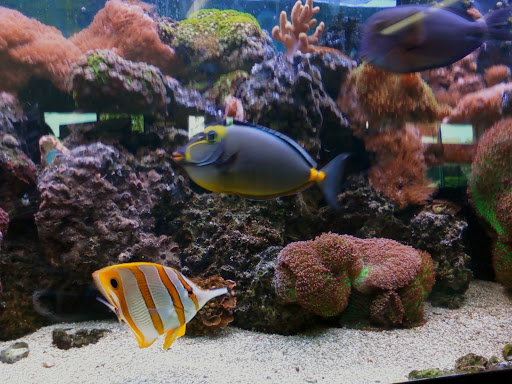 Pet Store «Fish Aquariums & Stuff», reviews and photos, 6112 W Fairview Ave, Boise, ID 83704, USA