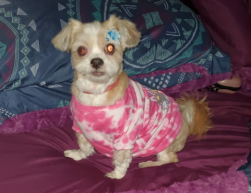 Pet Supply Store «PetSmart», reviews and photos, 290 S Broadway, Salem, NH 03079, USA