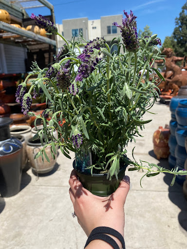 Florist «Plant Safari», reviews and photos, 653 N Central Ave, Upland, CA 91786, USA