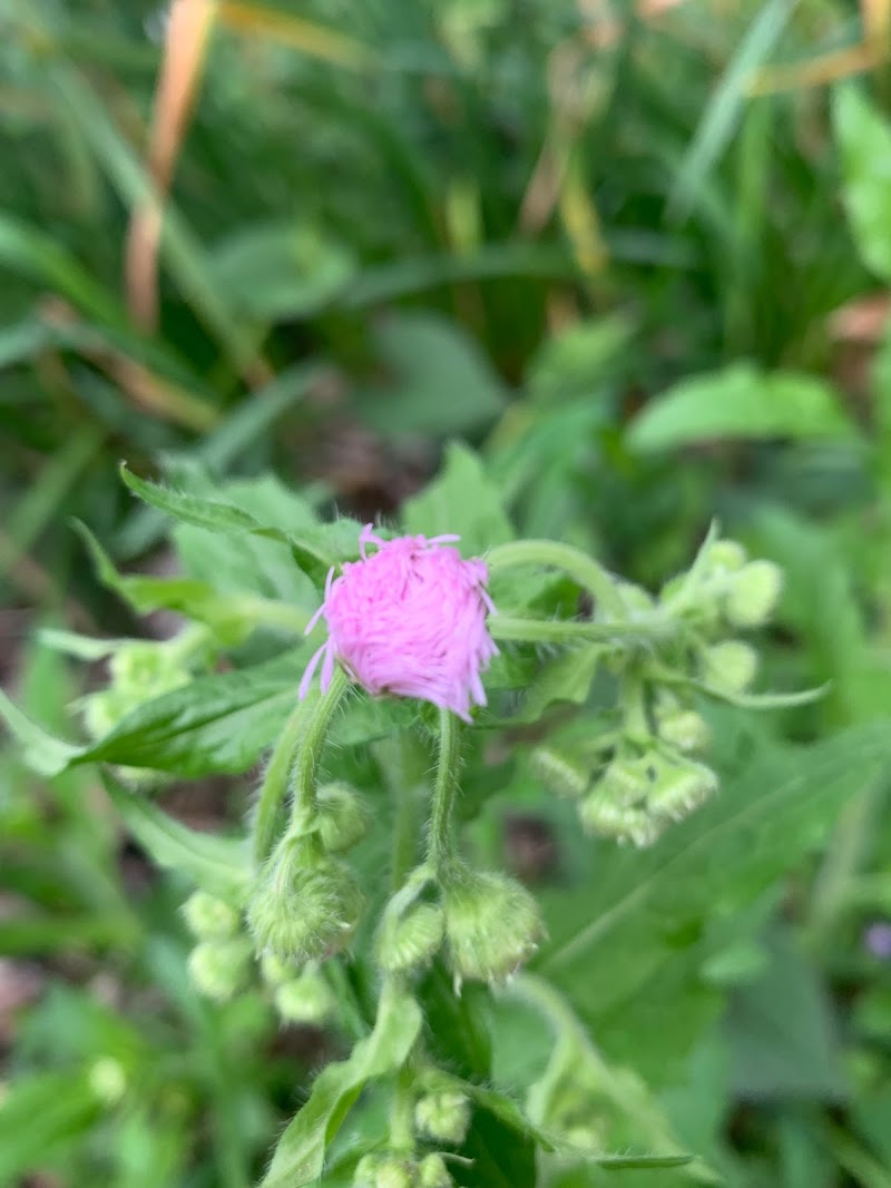 大平野生植物園