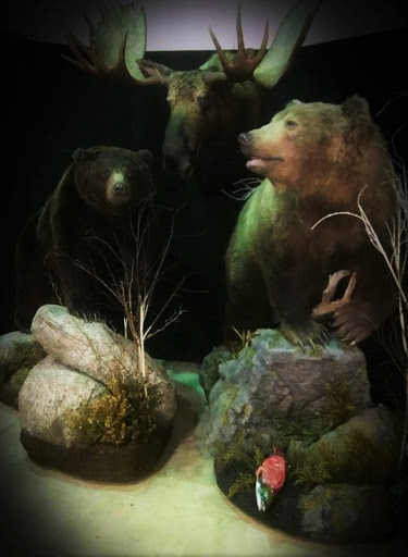 Taxidermist «HighPoint Taxidermy And Outfutters», reviews and photos, 14860 OH-13, Thornville, OH 43076, USA