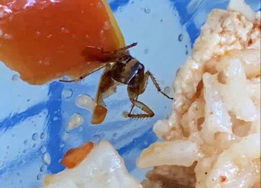 Chinese Restaurant «Pekin Chinese Restaurant and Supermarket», reviews and photos, 2293 SW 17th Ave, Miami, FL 33145, USA