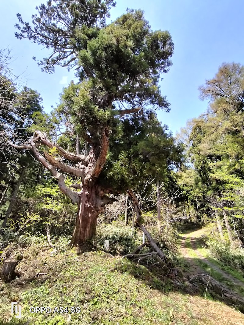 餅杉