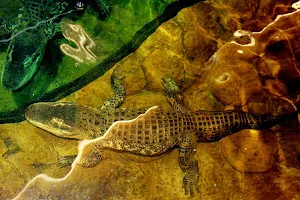 The Reptile Zoo image