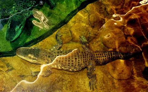 The Reptile Zoo image