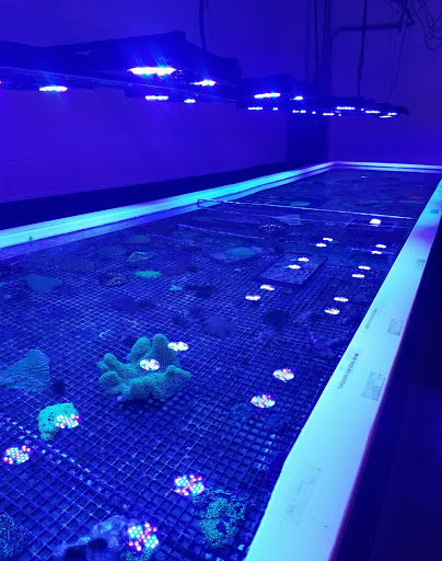 Tropical Fish Store «Reefwise», reviews and photos, 5401 Patton Dr #105, Lisle, IL 60532, USA