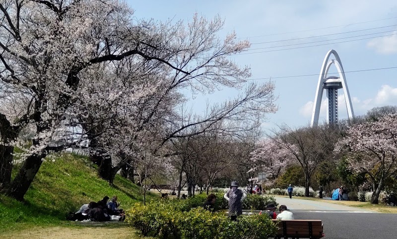 木曽川堤の桜
