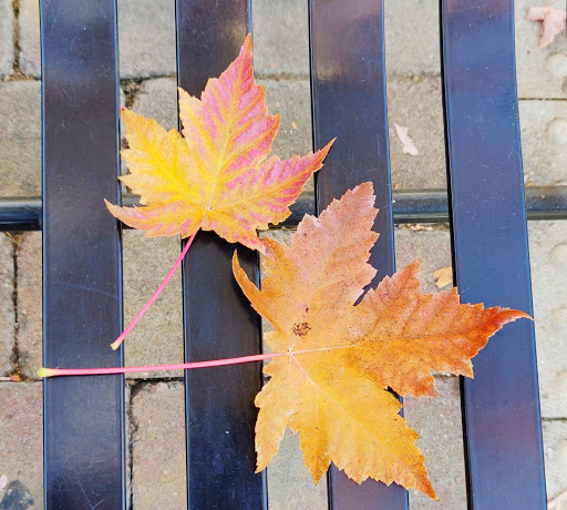 Book Store «Bookasaurus», reviews and photos, 125 S Murphy Ave, Sunnyvale, CA 94086, USA