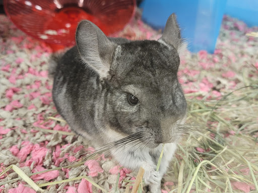 Pet Supply Store «Petco Animal Supplies», reviews and photos, 205 Palm Bay Rd NE #155, West Melbourne, FL 32904, USA