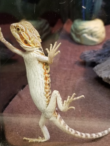 Pet Supply Store «PetSmart», reviews and photos, 2201 Gallatin Pike N, Madison, TN 37115, USA