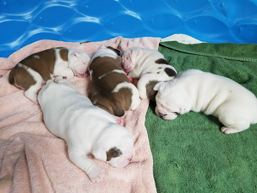 Discount Store «Walmart», reviews and photos, 2348 NY-19, Warsaw, NY 14569, USA