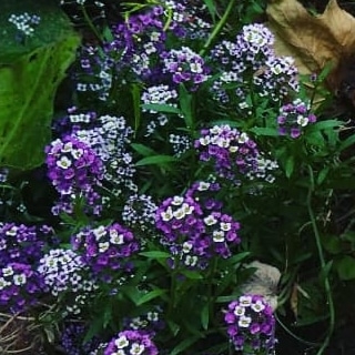 Thrift Store «Second Blessing Thrift Store Inc.», reviews and photos, 2323 Central Ave, Wichita, KS 67214, USA