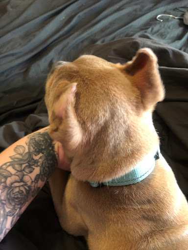 Town & Country Veterinary Services image