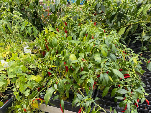 Florist «Butler Florist & Garden Center», reviews and photos, 416 Park Rd, West Hartford, CT 06119, USA