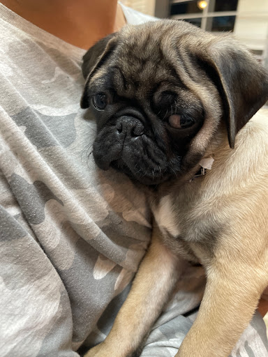 Pet Supply Store «Petland Dallas», reviews and photos, 11909 Preston Rd, Dallas, TX 75230, USA