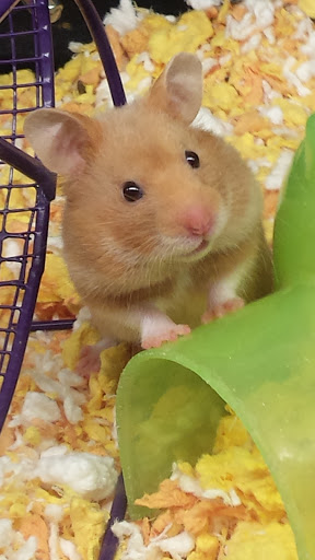 Pet Supply Store «PetSmart», reviews and photos, 4180 US-1, Monmouth Junction, NJ 08852, USA