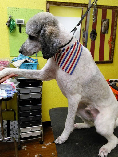 Passion Fur Pets Pooch and Kitty Parlor