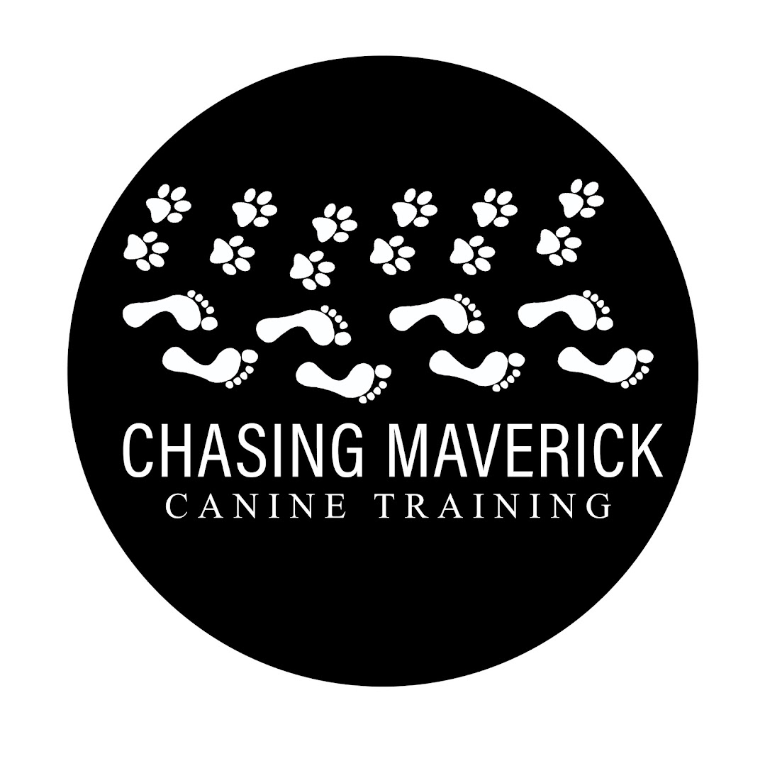 Chasing Maverick Canine Training