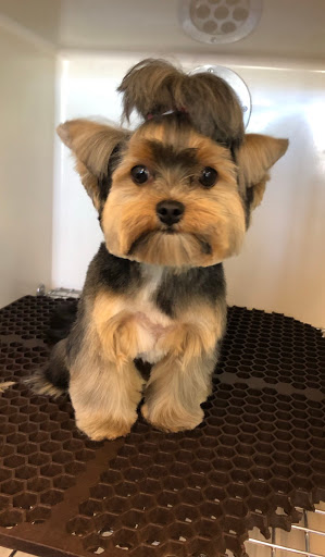 Pet Groomer «My Pal Pet Supplies & Grooming», reviews and photos, 817 W Napa St, Sonoma, CA 95476, USA