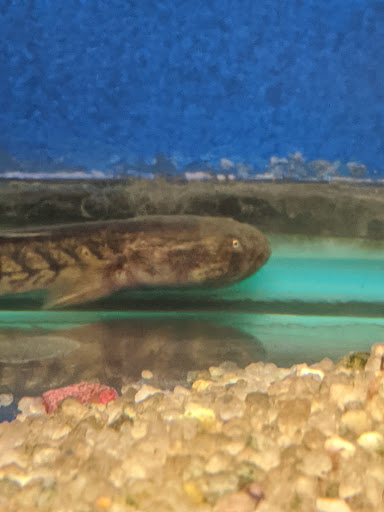 Pet Supply Store «The Fish Bowl», reviews and photos, 4000 S Dupont Hwy # 101, Dover, DE 19901, USA